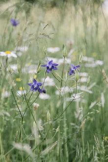 Photo art by Nadja Jacke: Purple columbines in a summer flower meadow.