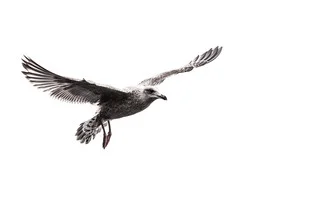 Photo art by Sebastian Worm: a herring gull above a calm Norwegian water surface.