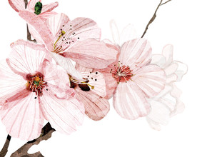Katherine Blower, Cherry blossom