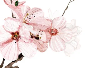 Wall art by Katherine Blower featuring cherry blossoms: soft spring mood in pink
