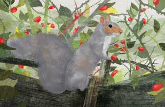 Katherine Blower, Grey Squirrel