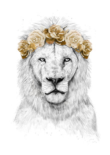 Balazs Solti, Festival lion (Hungary, Europe)