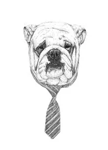 Funny illustration of a bulldog with a tie in black and white by Balazs Solti