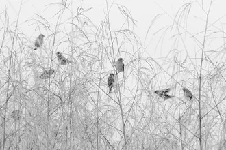 Fotokunst von Angelika Stern: Blutschnabelweber im hohen Gras, friedliche Naturaufnahme