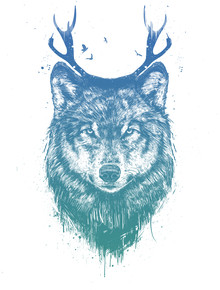 Balazs Solti, Deer wolf (Hungary, Europe)