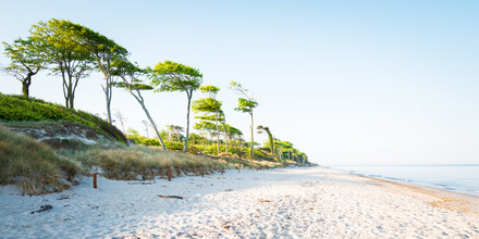 Heiko Gerlicher, Coastal Forest VIII - Germany, Europe)