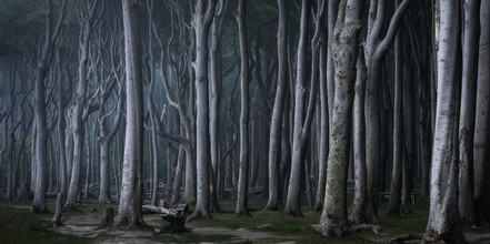 Heiko Gerlicher, Coastal Forest VI