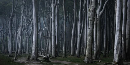 Sanfte Nebelschwaden umgeben hohe Bäume in einem ruhigen Wald.