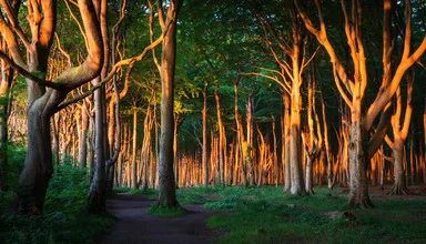 Coastal Forest II - Fineart photography by Heiko Gerlicher