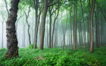 Küstenwald V - fotokunst von Heiko Gerlicher