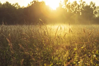 Meadow with tall grass and fog at sunrise, calm mood and warm sunlight.