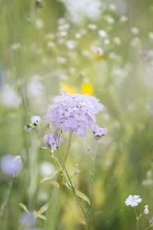Photo art by Nadja Jacke: summer flower meadow with wildflowers in soft hues
