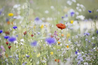 Photo art: Summer flower meadow with wildflowers and poppies in soft colors