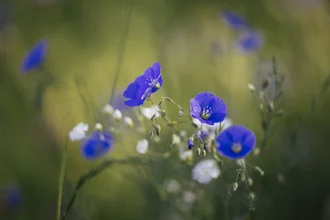 Photo art featuring flax flowers gently illuminated by the summer sun