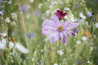 Colorful flower meadow with wildflowers in summer light