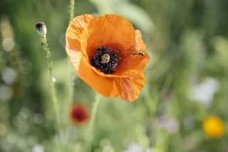 Photo art by Nadja Jacke: poppy flower with hoverfly in summer sunlight