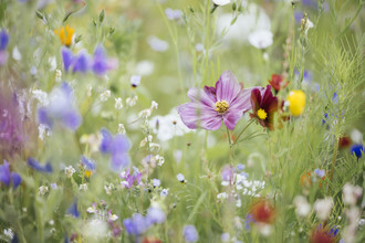 Nadja Jacke, Summer flower meadow with wildflowers (Germany, Europe)