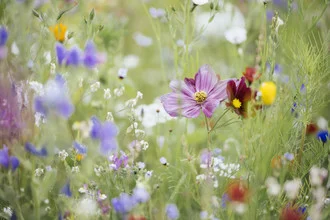 Summer flower meadow with wildflowers in soft colors, inviting and harmonious.
