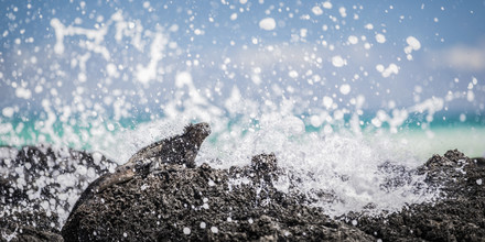 Andreas Adams, SPLASH!