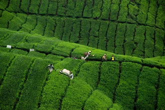 Photo art by Martin Erichsen: tea plantation in Malaysia with green hills.