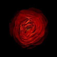 Photo art by Ramona Reimann: close-up of a red ranunculus flower