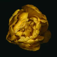 Photo art by Ramona Reimann: yellow stuffed tulip in soft colors