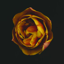 Ramona Reimann, Tulip