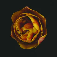 Photo art by Ramona Reimann: delicate tulip in soft colors and harmonious composition.