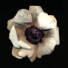 Photo art by Ramona Reimann: close-up of an anemone in soft colors