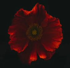 Photo art by Ramona Reimann: Red poppy in soft colors