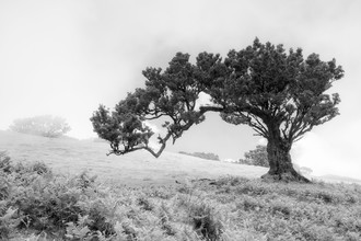 Thomas Herzog, L A U R E L - Portugal, Europe)