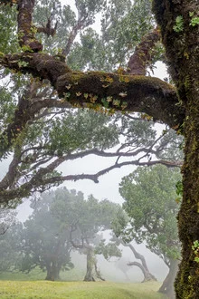 Photo art by Thomas Herzog: fog envelops a tree in a green forest