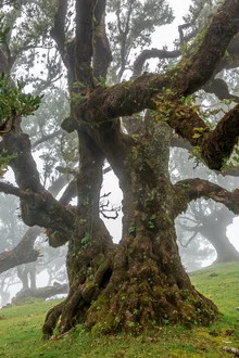 Photo art by Thomas Herzog: a mystical laurel tree in the fog