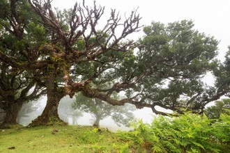 Photo art by Thomas Herzog: misty forest with lush fern and laurel tree in Portugal