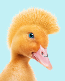 Jonas Loose, Punk Duck