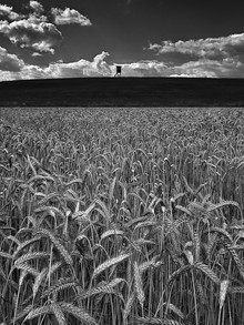Ernst Pini, Getreidefeld im Sommer (Deutschland, Europa)