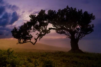 Photo art: tree during a thunderstorm with lightning and sunset