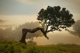 Tree in fog: old and lively scene in Portugal by Thomas Herzog