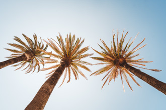 Andi Weiland, Under Palm Trees (Portugal, Europe)