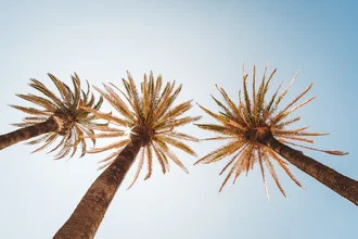 Photo art by Andi Weiland: palms under the sun in Portugal