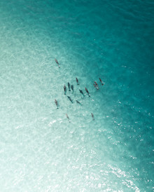 Fin Matson, Into the blue - Australia, Oceania)