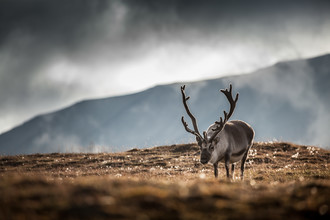 Sebastian Worm, The Reindeer