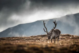 Photo art of a reindeer in Svalbard, gentle colors and a calm mood.