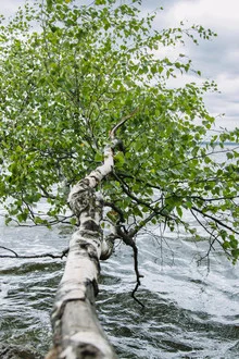 Photo art by Nadja Jacke: Birch over the Steinhuder Sea with gentle waves