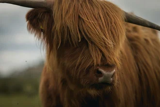 Scenic photo art by Tiago Sales: cows in the Scottish countryside