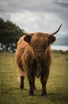 Photo art by Tiago Sales: Highland cattle grazing in a lush green field in Scotland