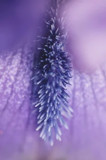 Close-up of an iris revealing delicate purple and blue petals.