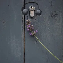 Photo art by Nadja Jacke: lavender blossom in front of a blue wooden door, calm mood.