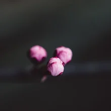 Photo art by Nadja Jacke: three cherry blossom buds on a branch