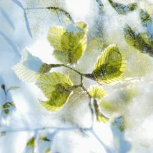 Photo art featuring delicate beech leaves in double exposure